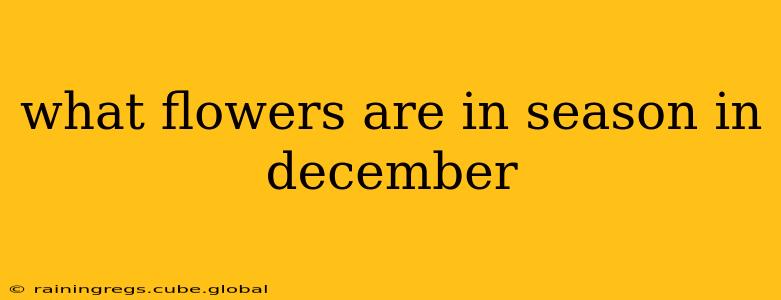 what flowers are in season in december