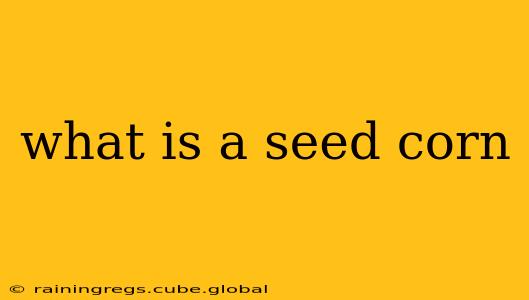 what is a seed corn