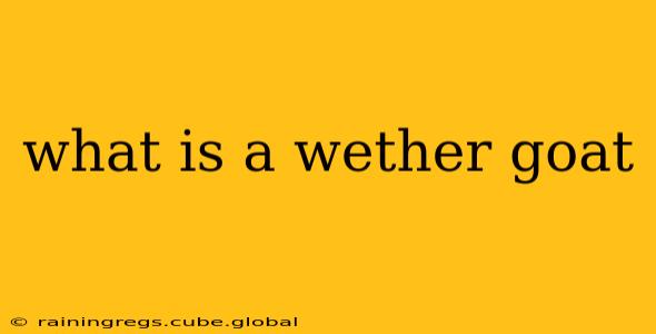 what is a wether goat