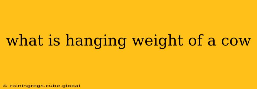 what is hanging weight of a cow