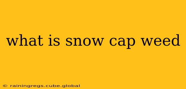what is snow cap weed