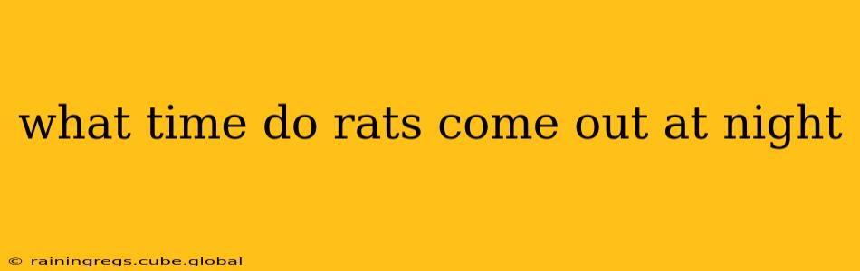 what time do rats come out at night