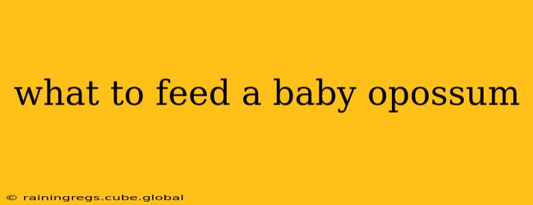 what to feed a baby opossum