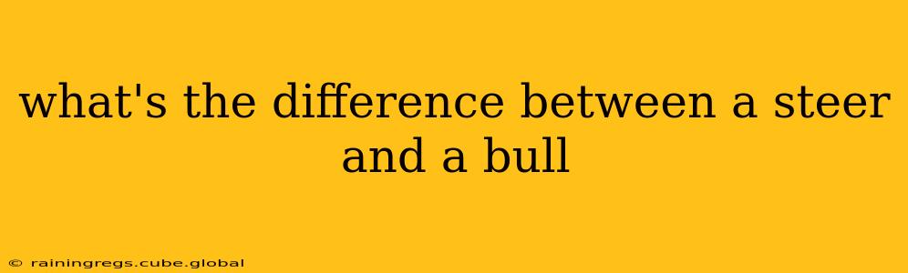 what's the difference between a steer and a bull