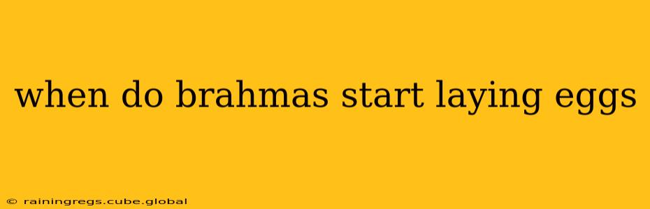 when do brahmas start laying eggs