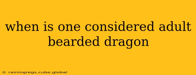 when is one considered adult bearded dragon