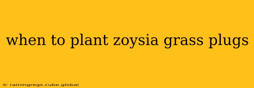 when to plant zoysia grass plugs