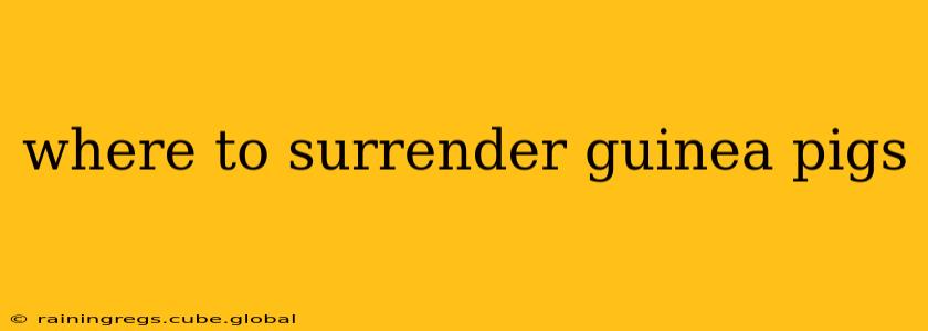 where to surrender guinea pigs