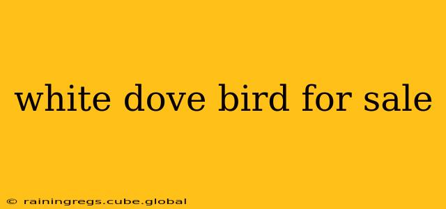 white dove bird for sale