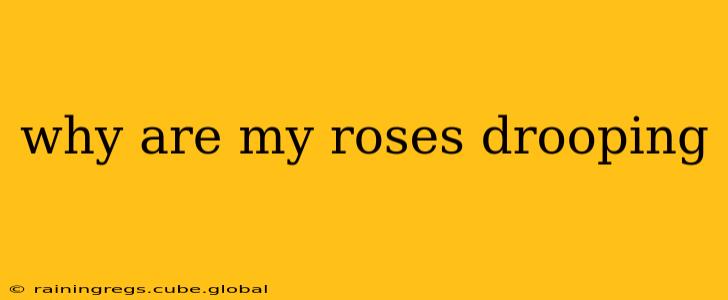 why are my roses drooping