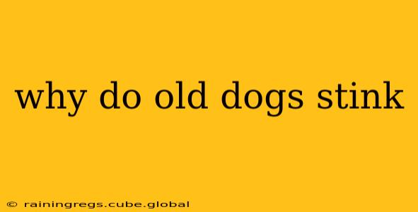 why do old dogs stink