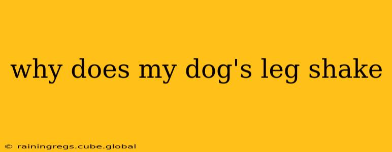 why does my dog's leg shake