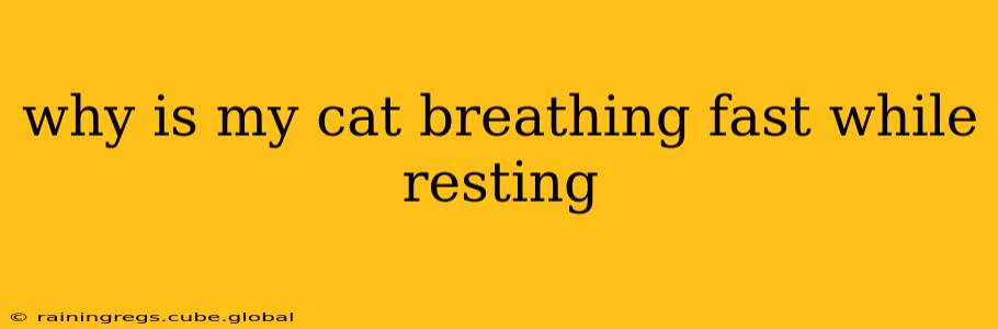 why is my cat breathing fast while resting