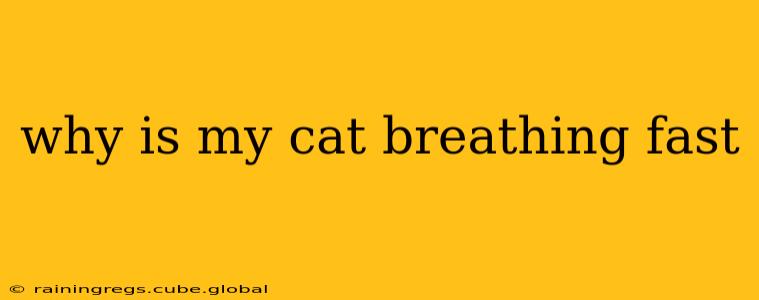 why is my cat breathing fast