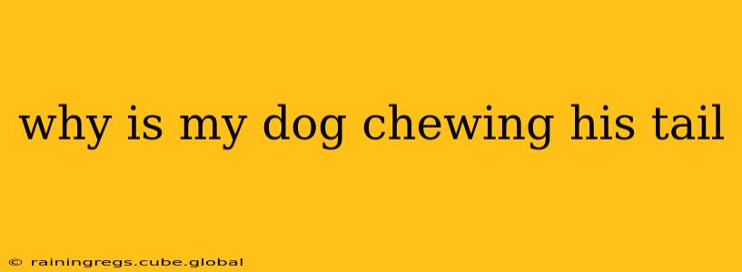 why is my dog chewing his tail