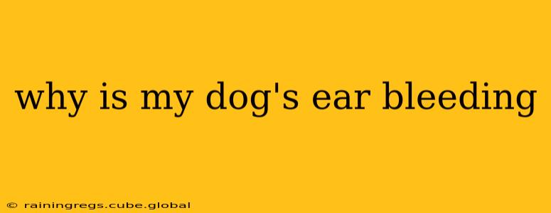 why is my dog's ear bleeding