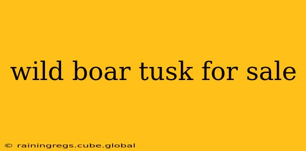 wild boar tusk for sale