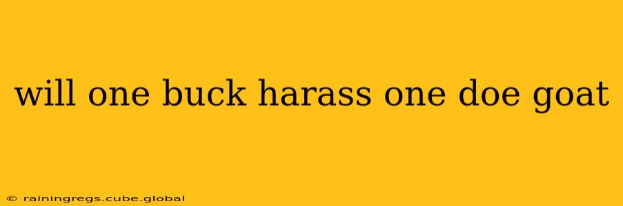 will one buck harass one doe goat