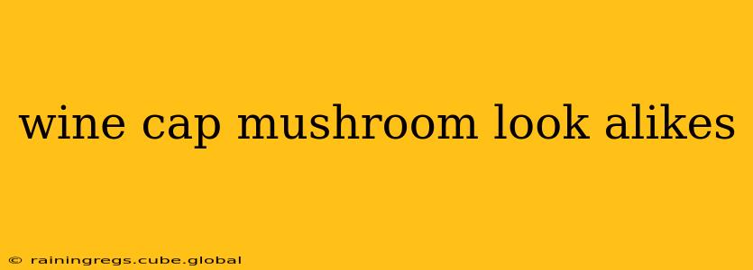 wine cap mushroom look alikes