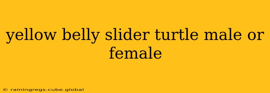 yellow belly slider turtle male or female