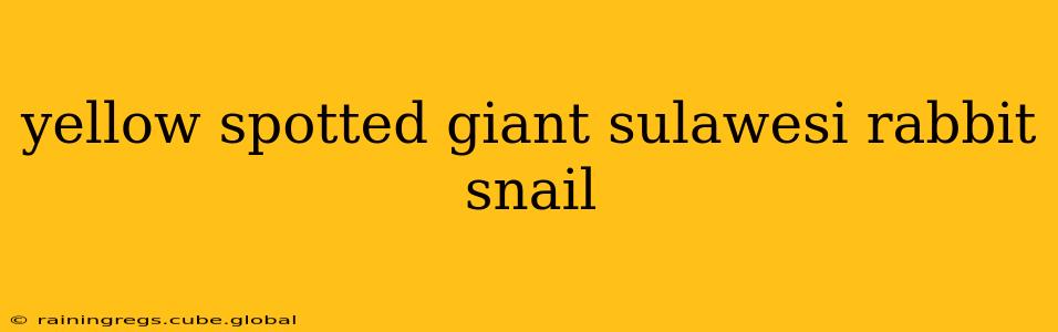 yellow spotted giant sulawesi rabbit snail