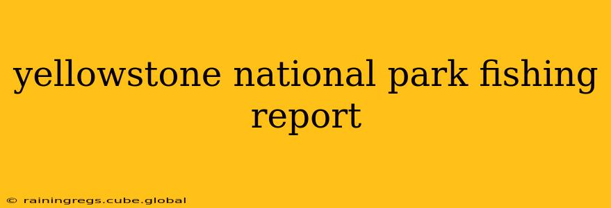 yellowstone national park fishing report